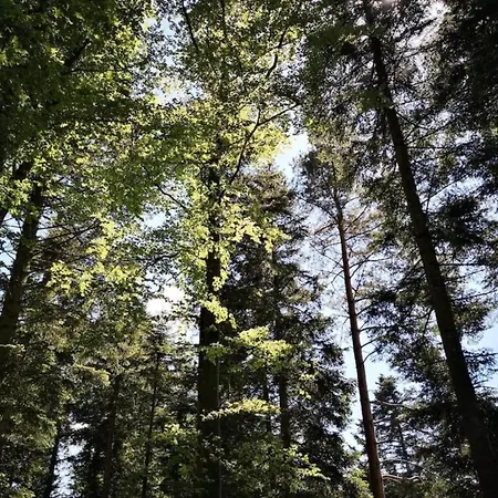 In Black Forest Quiet Residential Area Appartement